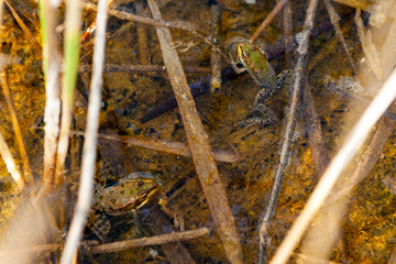 Two frogs in a swamp.