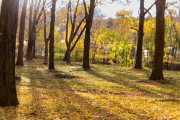 秋の公園