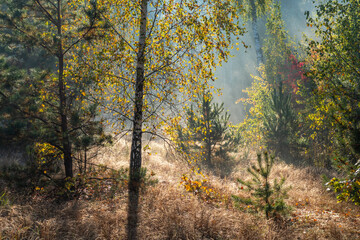 The sun's rays pierce the branches of the trees. Nice autumn morning.