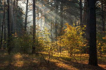 The sun's rays pierce the branches of the trees. Nice autumn morning.
