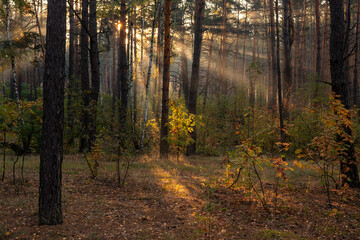 Obraz premium The sun's rays pierce the branches of the trees. Nice autumn morning.