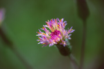  diminuta flor 