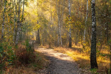 Fototapeten Fallen The sun's rays pierce the branches of trees growing along the country road. Nice autumn morning.  © Mykhailo