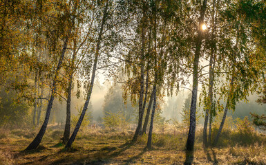 The sun's rays pierce the branches of the trees. Nice autumn morning.