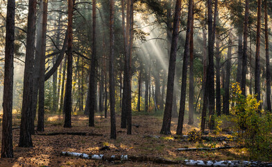 Obraz premium The sun's rays pierce the branches of the trees. Nice autumn morning.