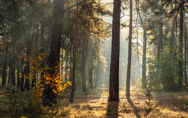 The sun's rays pierce the branches of the trees. Nice autumn morning.