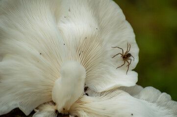 The mushrooms on wood can be either edible or non edible and also might be poisonous. This can be identified by their texture, smell, colour etc. Here is a non edible mushroom on wood.