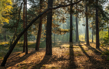 Fototapeta premium The sun's rays pierce the branches of the trees. Nice autumn morning.