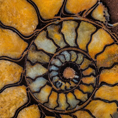 Ammonite - Russia
