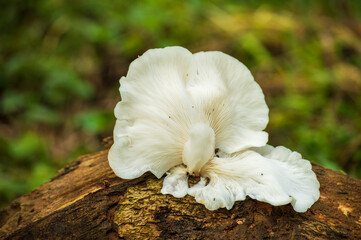 The mushrooms on wood can be either edible or non edible and also might be poisonous. This can be identified by their texture, smell, colour etc. Here is a non edible mushroom on wood.