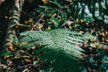 Fern leaf on blurred colored background.
