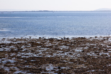 irish west coast sea landscape low tide