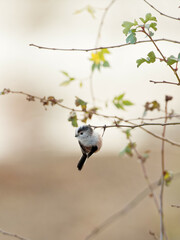 A Long Tailed Tit (Aegithalos caudatus) at the RSPB Dearne Valley Old Moor, a nature reserve in Barnsley, South Yorkshire.