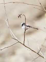 A Long Tailed Tit (Aegithalos caudatus) at the RSPB Dearne Valley Old Moor, a nature reserve in Barnsley, South Yorkshire.
