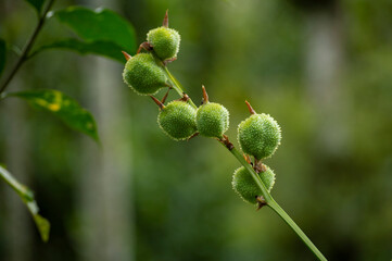 Orange tropical flowers/ bird of paradise bud ready to bloom with some parts in focus
