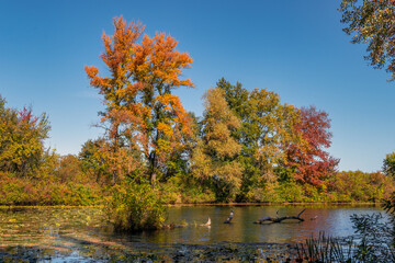 Trees painted in autumn colors are reflected in the waters of the river. Nice autumn weather.