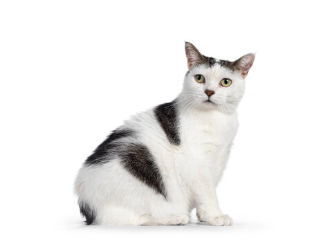 Manx cat sitting up side ways. Looking away from camera. Isolated on a white background.