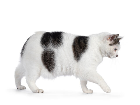 Manx cat walking side ways. Looking ahead away from camera. Isolated on a white background.