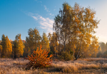 Fototapeta premium Nice autumn day. The trees are decorated with autumn colors.