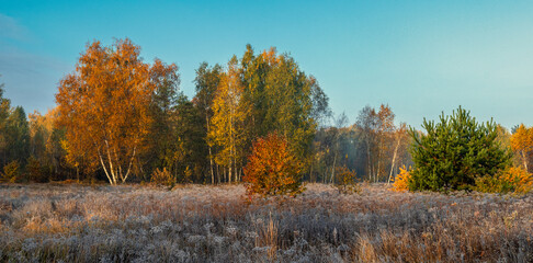 Nice autumn day. The trees are decorated with autumn colors.