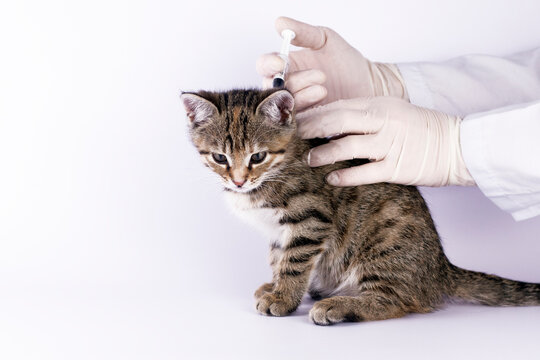 Veterinarian doctor makes a vaccination of little cute kitten. Close up image.