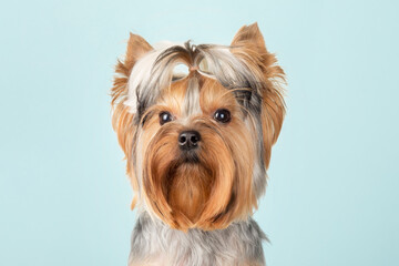 Cute Yorkshire Terrier dog with a funny hairstyle on a blue background. The dog looks at the camera.