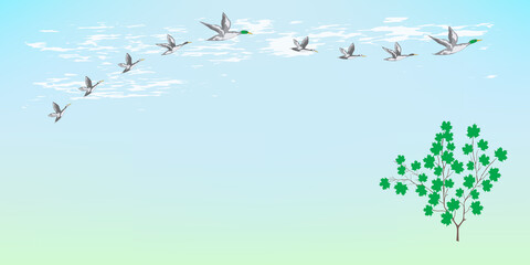 Flock of wild ducks - spring landscape - illustration, vector. Horizontal banner.