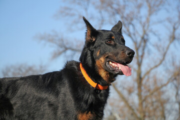 Portrait of a dog Beauceron on a background of autumnal nature.