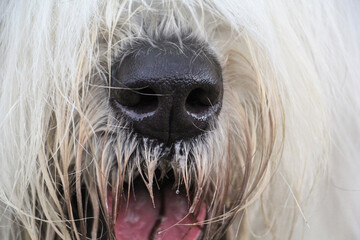 The South Russian Shepherd Dog's nose. Close-up