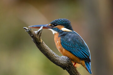 前を見つめるカワセミ
