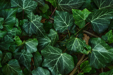 Natural natural background with green leaves. Luscious greenery in a tropical humid forest.  © Zireael
