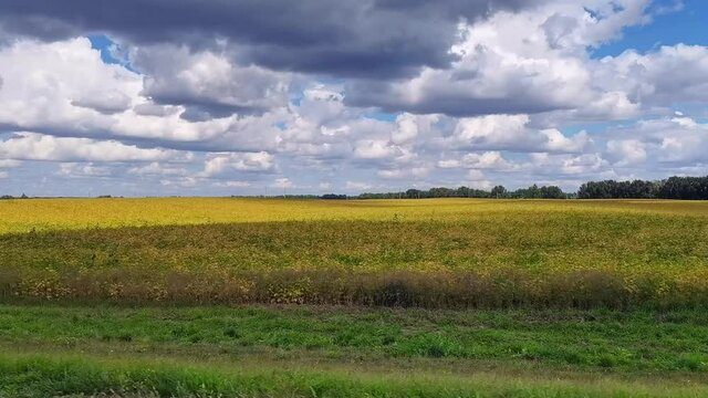 Driving through green fields, view of the roadside from car passenger seat. Summer nature landscape in motion. Road trip concept.