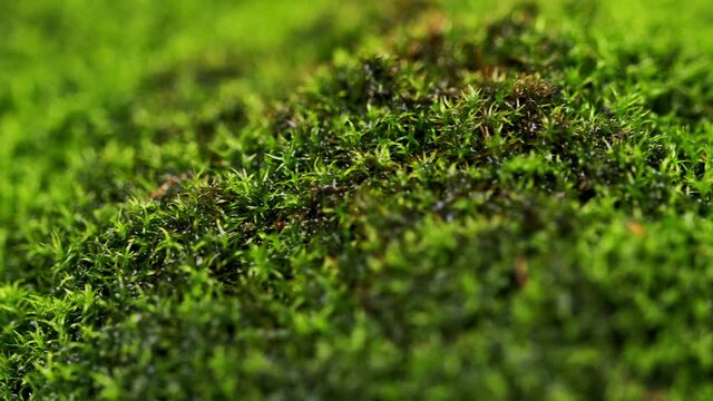 Macro green moss with sun light. Moss texture with blurred background.