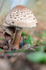 A slug eats a mushroom. Gastropoda on the stalk of the mushroom.