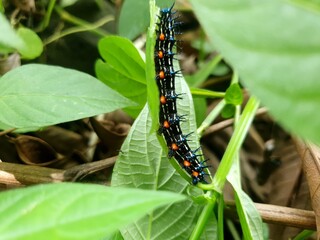 Cuterpillar on leaf background beautiful nature toning spring nature design sun plant