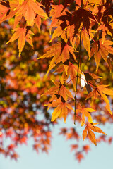Autum leafs and trees season in Japan