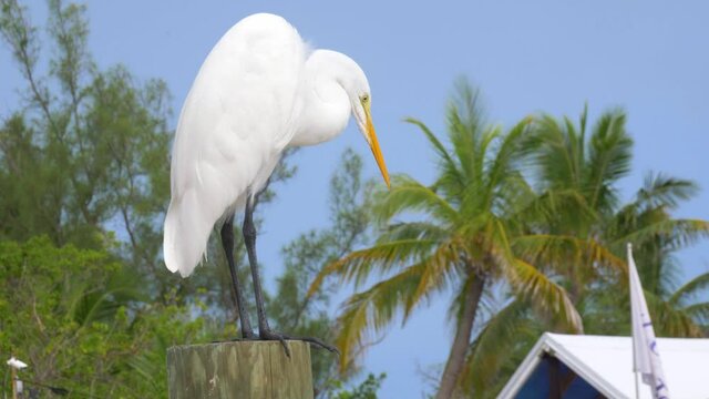 Great egret perched on post with palm trees in the background