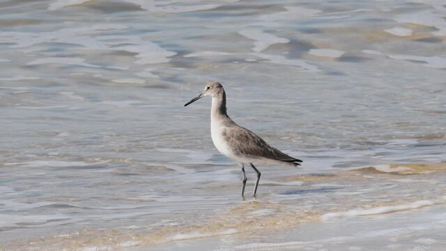 Willet searching for food along a beach
