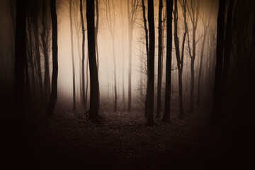 dark woods at night, scary forest background