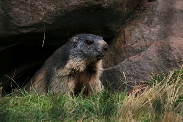 Marmotte des alpes