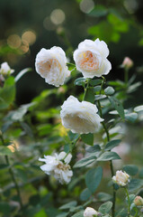 Delicate, fragrant roses and sunbeams.