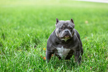 American Bully