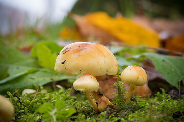 closeup of forest mushrooms