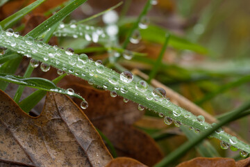 rain drops on grass