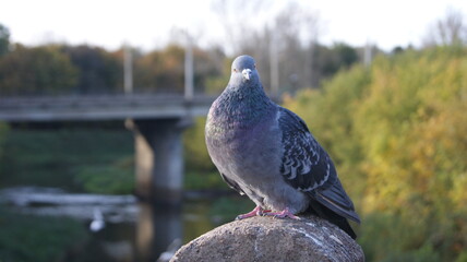 SONY DSC