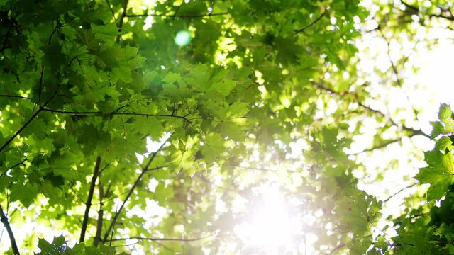 Young green summer leaves background. Illuminated maple leaves in the woods.