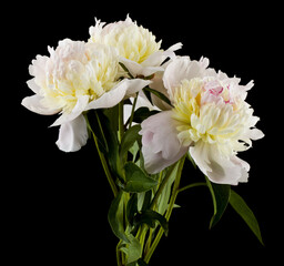 Bouquet of white peonies isolated on a black background.