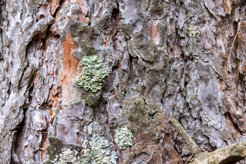 Pine bark texture with fungus and moss