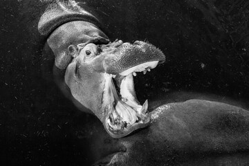 Big angry ferocious hippo roaring with open mouth, black and white photo