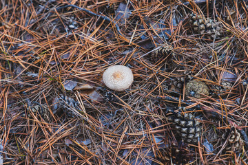 A small dried mushroom with an autumn forest among needles and pine cones.